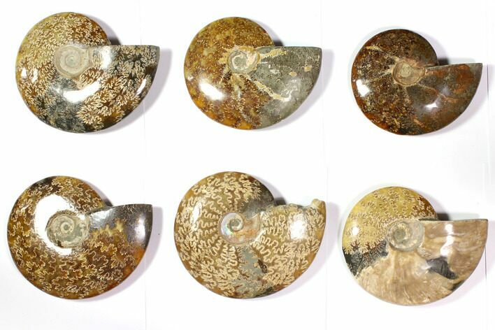 Lot: to Polished Ammonite Fossils - Pieces #116655